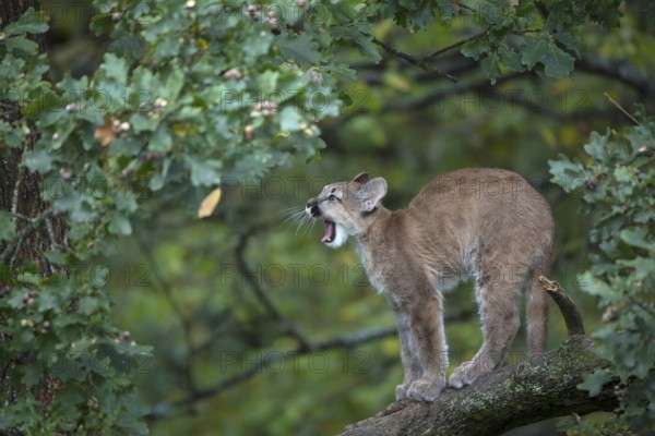 One young cougar, Puma concolor, standing on a big branch high up in an oak tree. Yawning
