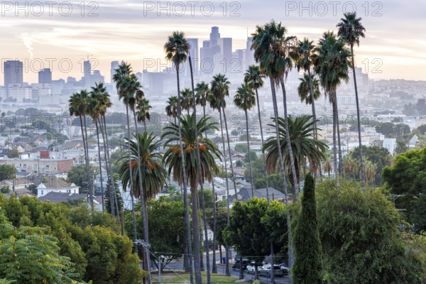 Los Angeles skyline with palm trees and downtown at sunset in California in Los Angeles, USA, North