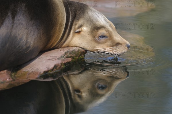 A sea lion lies on a rock and touches the water with its snout. The calm image conveys relaxation
