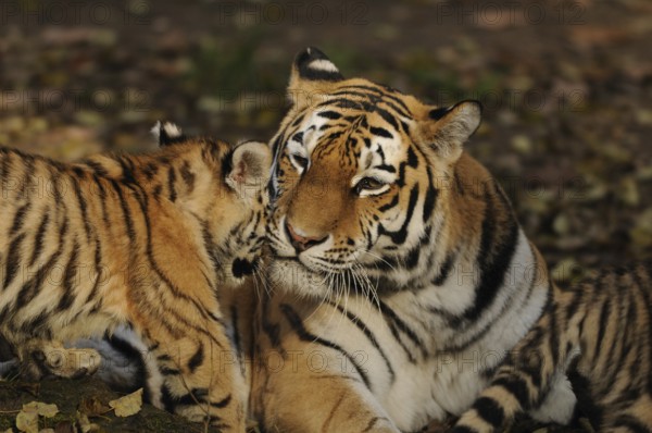 A mother tiger shows affection to her young, loving interaction in a natural environment, Siberian