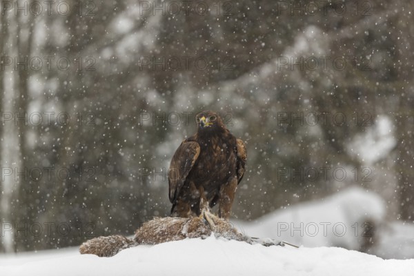 One golden eagle (Aquila chrysaetos) sitting on a carcass of a red fox on a snowy meadow during