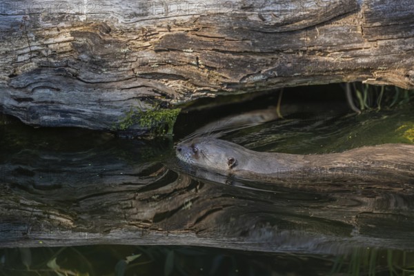 One giant otter or giant river otter (Pteronura brasiliensis) swimming in a river, passing a log