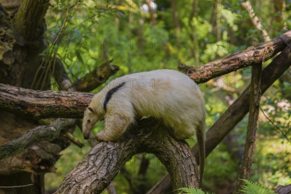 A southern tamandua (Tamandua tetradactyla), climbs in a tree in a forest