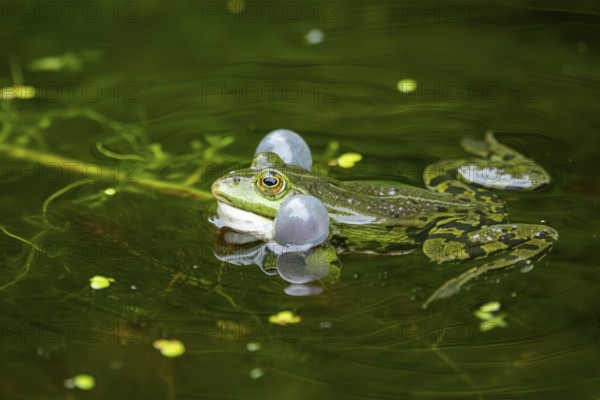 Edible frog (Pelophylax esculentus) in a little lake in the water, Bavaria, Germany, Europe