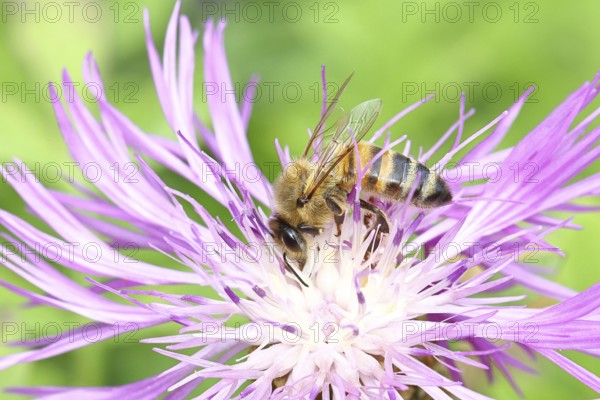 European honey bee (Apis mellifera), collecting nectar from a flower of the meadow knapweed or