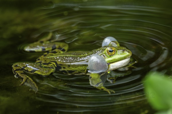 Edible frog (Pelophylax esculentus) in a little lake in the water, Bavaria, Germany, Europe