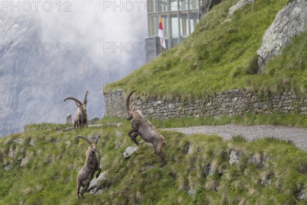 Some ibex (Capra ibex) walking along the walkway to the Svarowsky information center, at the