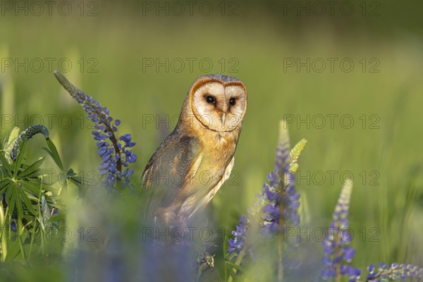 One barn owl (Tyto alba) sitting on a branch lying in a field of flowering lupines in late evening