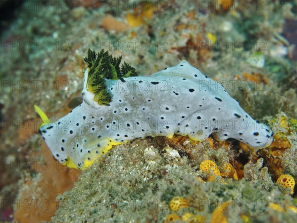 Dotted snail with yellow details, grey banana nudibranch (Notodoris serenae), moving on a coral