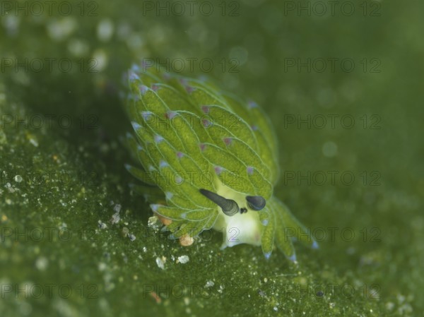 A small, green sea creature, leaf sheep snail (Costasiella kuroshimae), on an algae (Avrainvillea