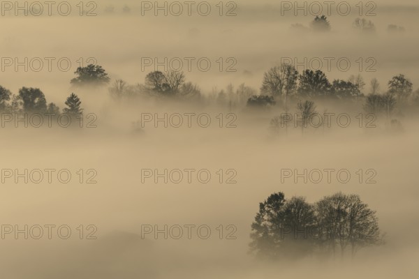 Foggy mood, fog, morning light, backlight, autumn, Loisach-Lake Kochel-Moor, foothills of the Alps,