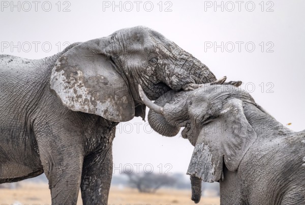 African elephant (Loxodonta africana), adult male, two elephants fighting with their trunks, animal
