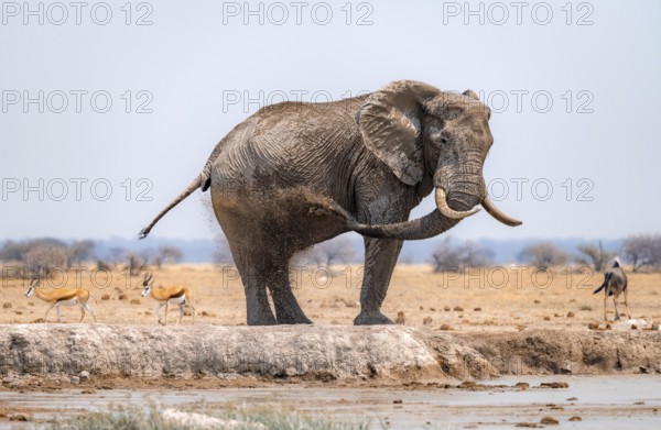 African elephant (Loxodonta africana), bathing at a waterhole, spraying water from its trunk, Nxai