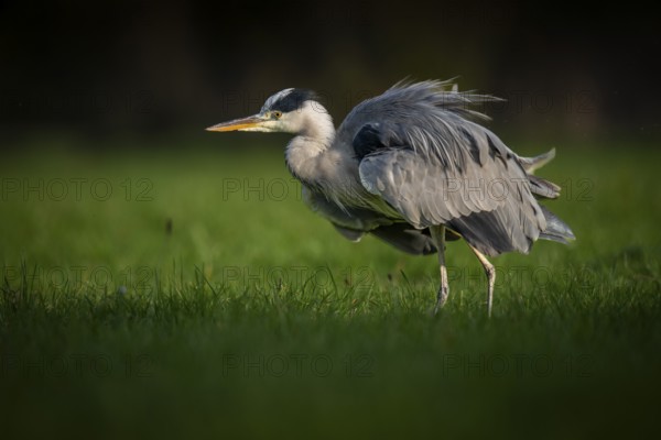Grey heron (Ardea cinerea), animal portrait, Rosensteinpark, Stuttgart, Baden-Württemberg, Germany,