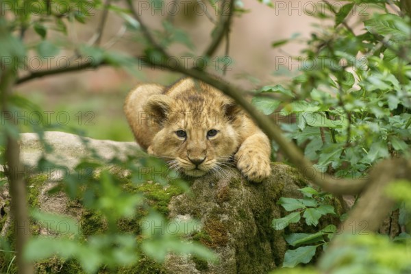 A lion cub relaxes on a moss-covered stone surrounded by lush greenery, captive, Germany, Europe