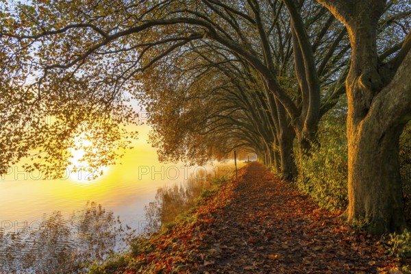 Autumn colours on the Platanen Allee, Hardenberg Ufer, lakeside path on Lake Baldeney, near Haus