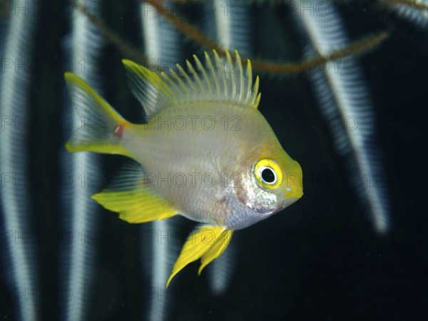 A small fish with yellow fins, Golden damselfish (Amblyglyphidodon aureus), in the water near a