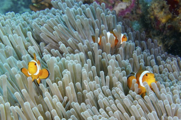Three specimens of Ocellaris Clownfish (Amphiprion ocellaris) in a sea anemone under water, dive