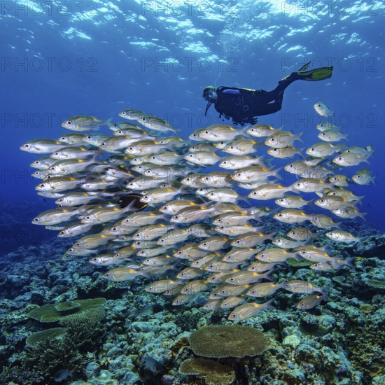 Shoal of fishes Shoal of fishes Luminous spot road sweeper (Gnathodentex aurolineatus), in the