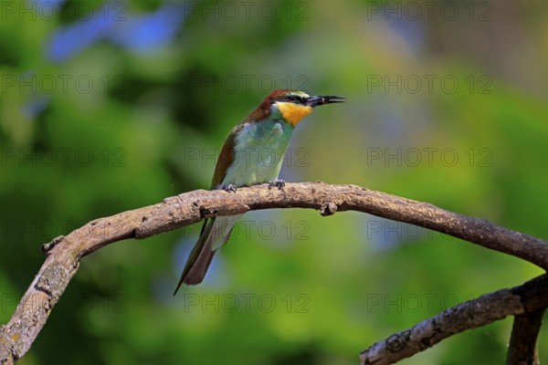 European bee-eater (Merops apiaster), adult, perch, with prey, alert, Rhineland-Palatinate,