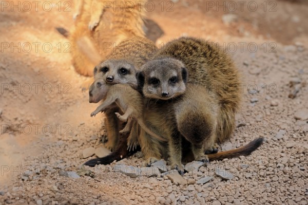 Tiger nut (Suricata suricatta), adult, group, three adults, juvenile, newborn, baby, social