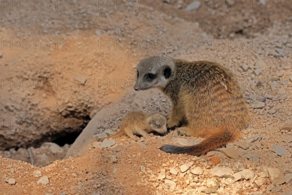 Tardigrade (Suricata suricatta), adult, juvenile, newborn, baby, female, mother with juvenile,