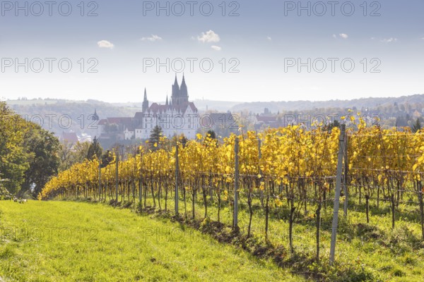 Viewpoint over the Proschwitz vineyards to Albrechtsburg Castle and Meissen Cathedral, Saxony,