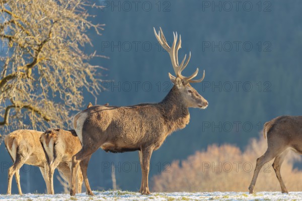 A red deer stag (Cervus elaphus) and two hinds stand in the first light of day on a meadow covered
