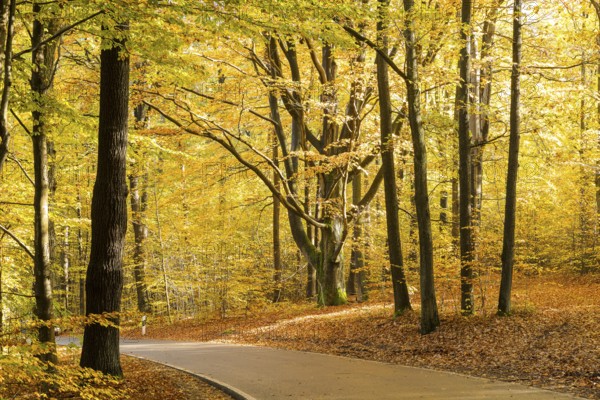 Road through an autumnal deciduous forest near Groß Radisch, Hohendubrau, Saxony, Germany, Europe