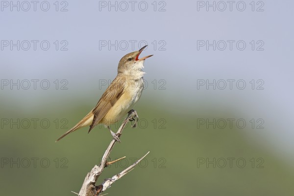 Great Reed Warbler (Acrocephalus arundinaceus) with open beak, singing, twittering, sitting on a