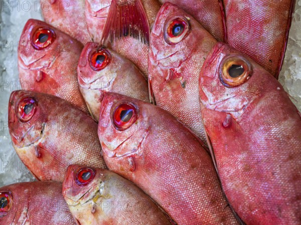 Red Sea Fish, Fish Market in Hurghada, Egypt, Africa