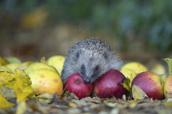 European hedgehog (Erinaceus europaeus) adult animal amongst fallen apples on a garden lawn in