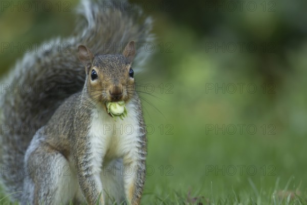 Grey squirrel (Sciurus carolinensis) adult animal with a Hazel tree nut in its mouth in the autumn,