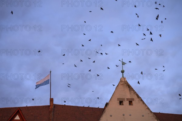 Flock of crows (Corvus corone) in the evening over the Imperial Castle, Nuremberg, Bavaria,