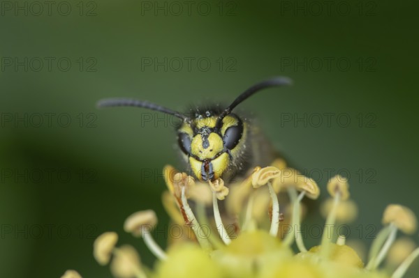 Common wasp (Vespula vulgaris) adult insect on an Ivy flower in autumn, England, United Kingdom,