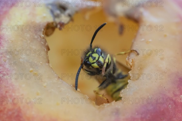 Common wasp (Vespula vulgaris) adult insect on fallen fruit in a garden in summer, England, United
