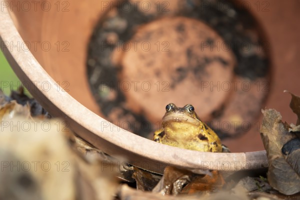 Common frog (Rana temporaria) adult amphibian in a garden plant pot on fallen autumn leaves,