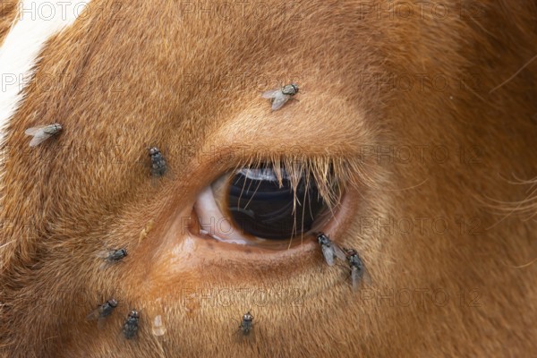 Domestic cattle or cow (Bos taurus) adult farm animal close up of its eye with flies around it,