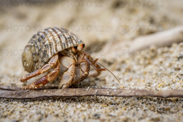 Caribbean hermit crab (Coenobita clypeatus), in the sand on the beach, Parque Nacional Cahuita,