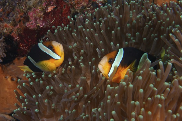 Two Clark's anemonefish (Amphiprion clarkii) swimming in a sea anemone, dive site Toyapakeh, Nusa