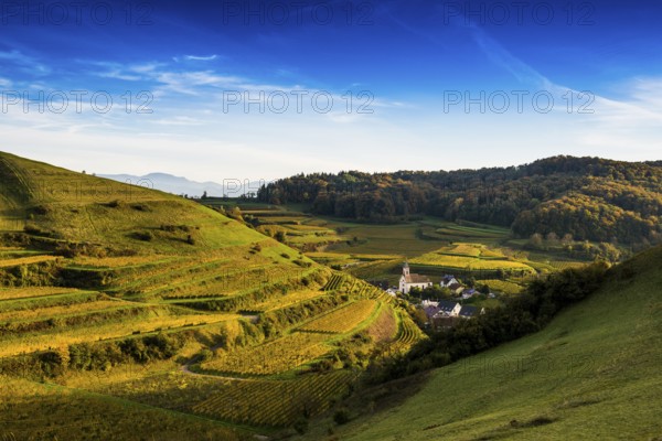 Hilly landscape and vineyards in autumn, near Vogtsburg, Kaiserstuhl, Baden-Württemberg, Germany,