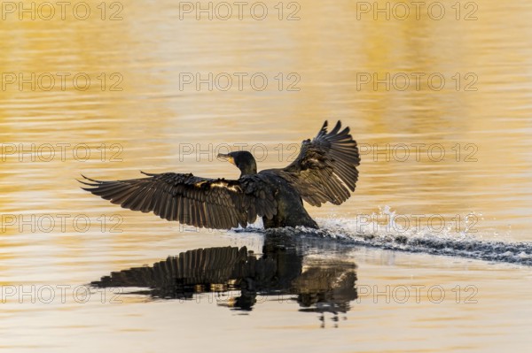 Bird landing on the water, wings spread wide with reflective surface, Cormorant, (Phalacrocorax