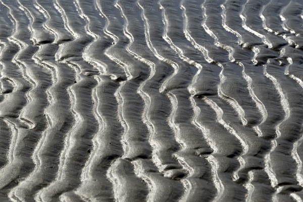 Beach at low tide with wave-like pattern, current ripples, North Sea, Norderney East Frisian