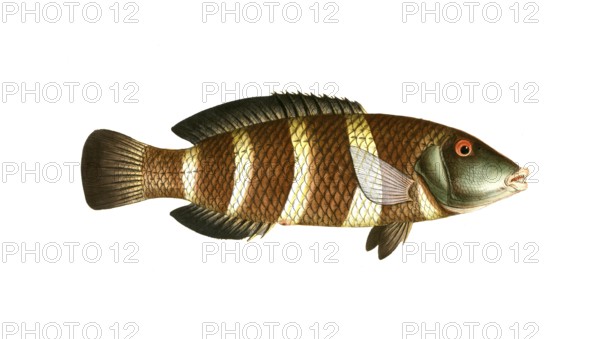 Fish, fish, genus of wrasse, Labrus fasciatus, Hemigymnus fasciatus, banded wrasse, banded wrasse,