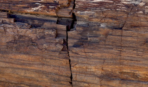 Close-up of the textured surface of a fossilised tree trunk, Damaraland, Namibia, Africa