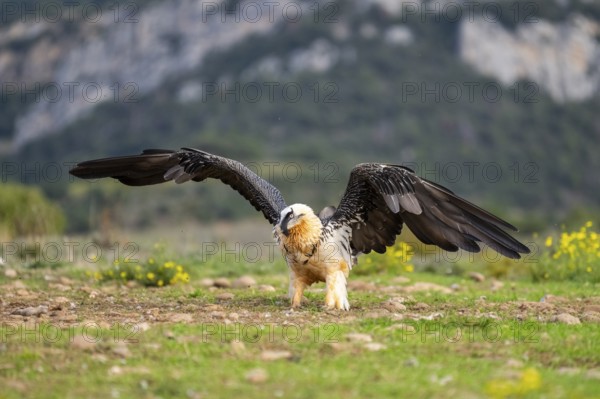 Bearded Vulture (Gypaetus barbatus) adult bird in flight with mountains in the backround, Pyrenees,