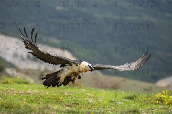 Bearded Vulture (Gypaetus barbatus) adult bird in flight with mountains in the backround, Pyrenees,
