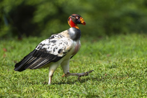 King vulture (Sarcoramphus papa), cock, vulture birds (Aegypiinae), Laguna del Lagarto Lodge,