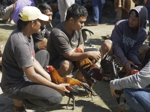Men discuss cockfighting, Rantepao, Tana Toraja, Sulawesi, Indonesia, Asia
