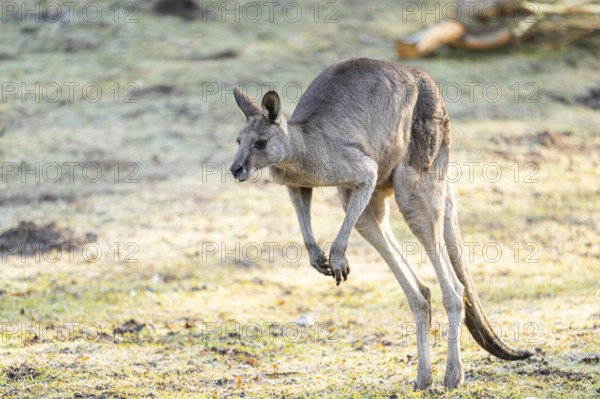 Eastern Gray Kangaroo (Macropus giganteus) jumping on a meadow, captive, occurance Australia,
